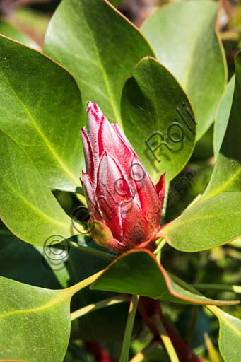   Isola Madre, the botanical garden of the Borromeo Palace, the Protea Terrace: a protea flower.