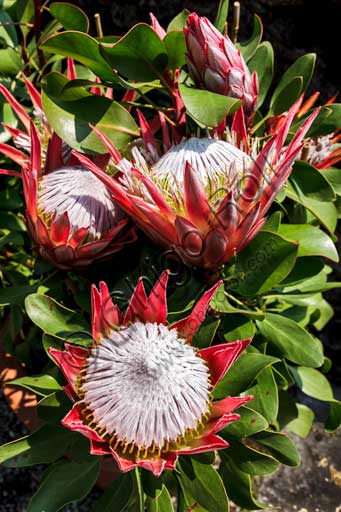   Isola Madre, the botanical garden of the Borromeo Palace, the Protea Terrace: protea flowers.