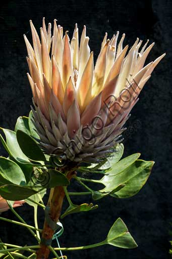   Isola Madre, the botanical garden of the Borromeo Palace, the Protea Terrace: a protea flower.