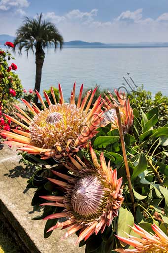 Isola Madre, Giardino Botanico di Palazzo Borromeo: Terrazza delle protee.