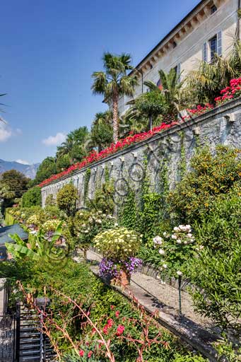 Isola Madre, Palazzo Borromeo:  scorcio del giardino con rose. 