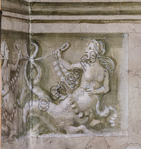  Libreria Piccolomini, parete nord-est: scena di due tritonesse con le code intrecciate, grisaille del basamento in corrispondenza del pilastro fra la quarta e la quinta storia.