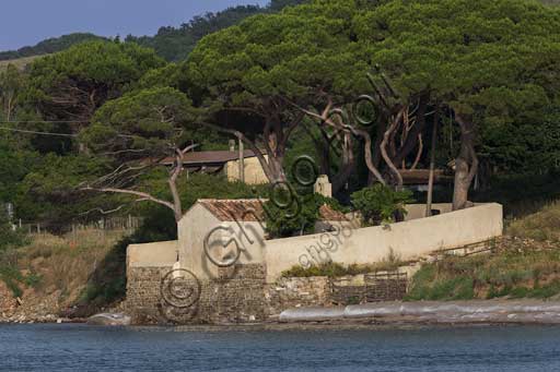 Il lungomare di Baratti: la chiesa di San Cerbone circondata da pini domestici (Pinus pinea).