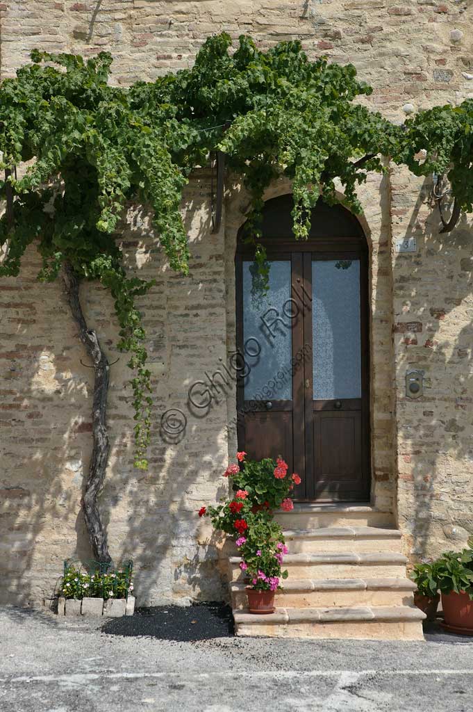 Montefalco: vitigno di Sagrantino addossato a una casa all'interno delle mura del paese.