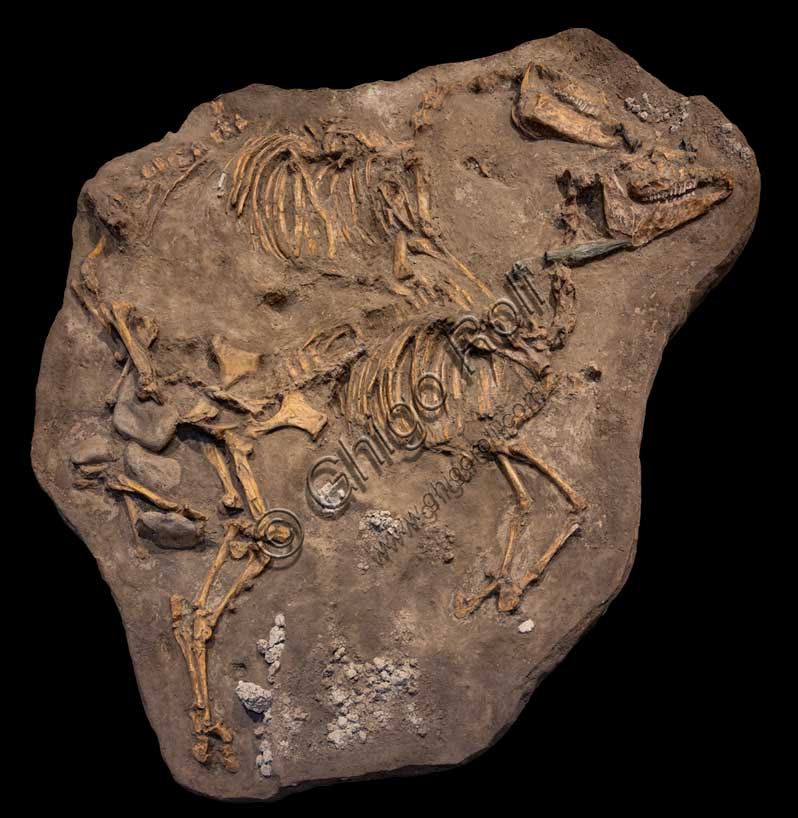 Museo Civico Archeologico di Bologna, Sezione Bologna etrusca: calco della sepoltura di due cavalli da via Belle Arti. Probabilmente sacrificati durante un rito funebre, portano ancora i morsi in bronzo e una punta di lancia.