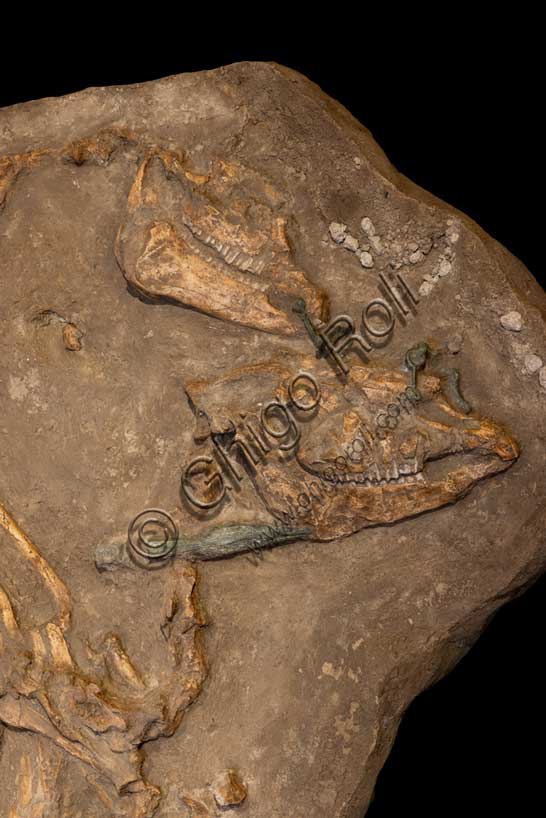 Museo Civico Archeologico di Bologna, Sezione Bologna etrusca: calco della sepoltura di due cavalli da via Belle Arti. Probabilmente sacrificati durante un rito funebre, portano ancora i morsi in bronzo e una punta di lancia.