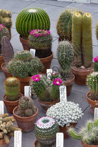 Padova, l'Orto Botanico, il Giardino della Biodiversità, interno della grande serra:  insieme di succulente.