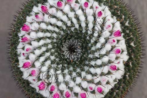 Padova, l'Orto Botanico, il Giardino della Biodiversità, interno della grande serra: mamillaria.