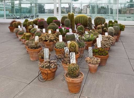 Padova, l'Orto Botanico, il Giardino della Biodiversità, interno della grande serra:  insieme di succulente.