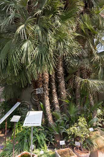   Padova, the Botanical Garden: the Goethe's Palm. It is a Chamaerops humilis L., that is a Mediterranean dwarf palm or dwarf fan palm which was planted in 1585 and mention by Goethe in some texts.