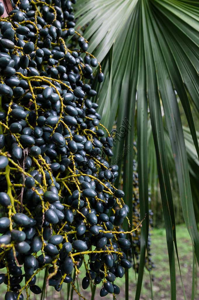 Palermo, Orto Botanico: datteri di palma.