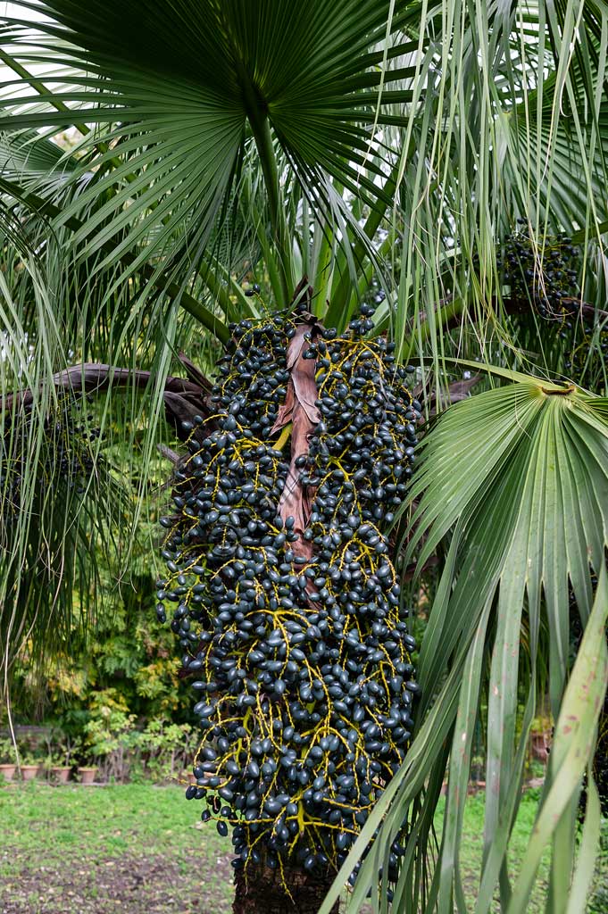 Palermo, Orto Botanico: datteri di palma.