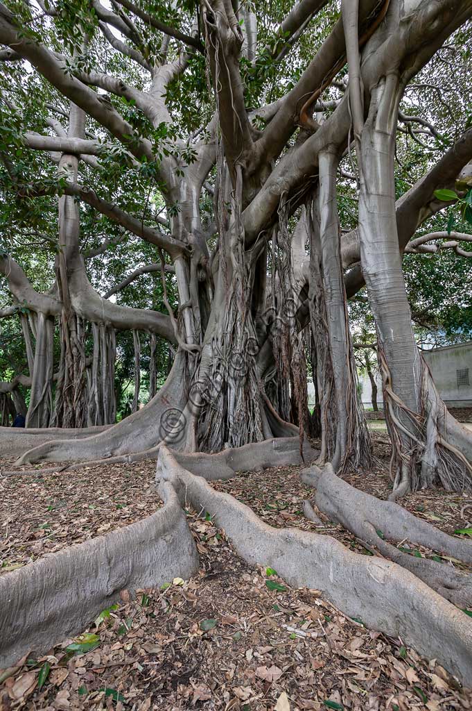 Palermo, the Botanical Gardens:   Ficus magnolioide.