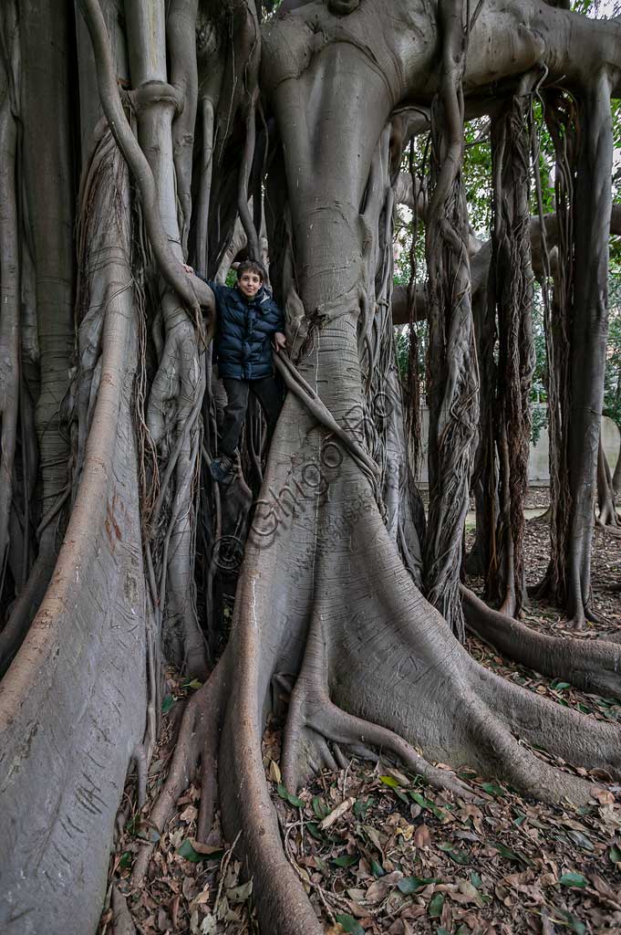 Palermo, Orto Botanico:  Ficus magnolioide.