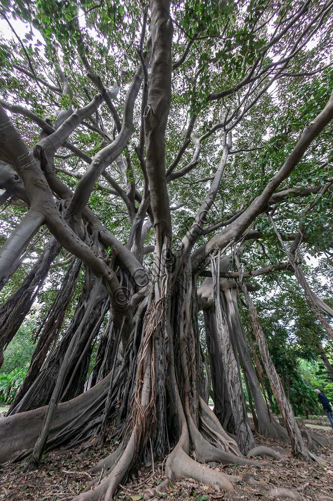 Palermo, the Botanical Gardens:   Ficus magnolioide.