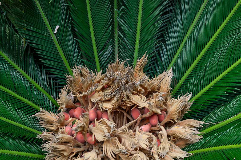 Palermo, Orto Botanico:  fioritura di una palma della specie Cycas revoluta.