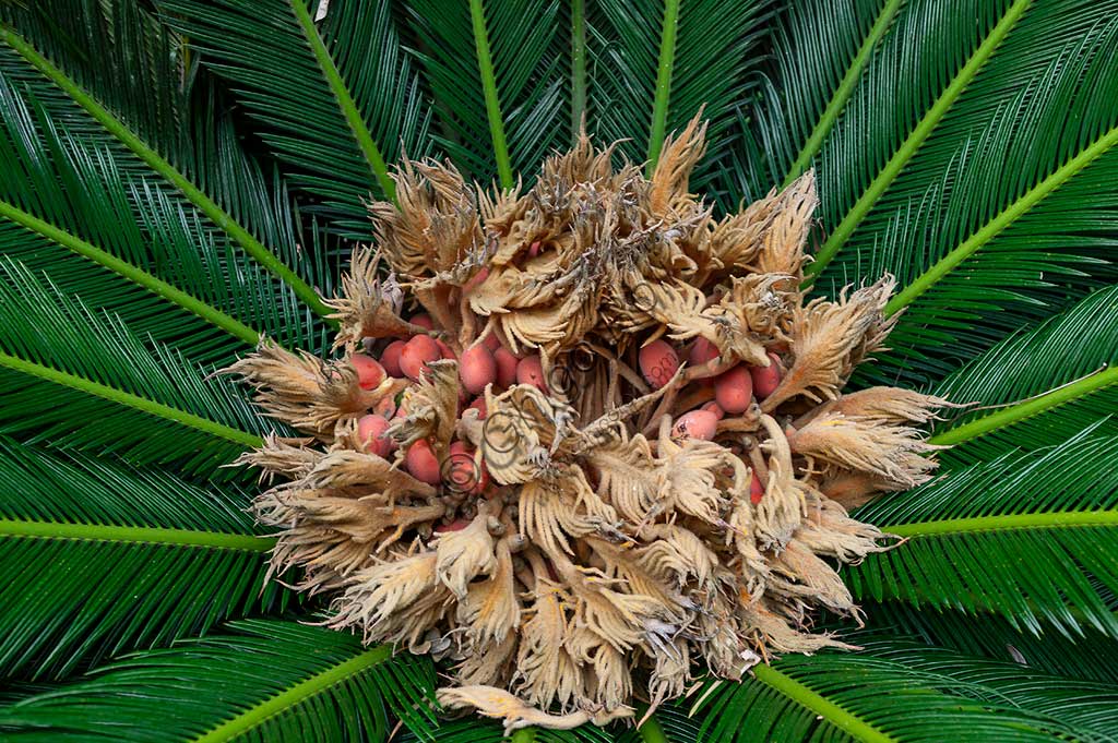 Palermo, Orto Botanico:  fioritura di una palma della specie Cycas revoluta.