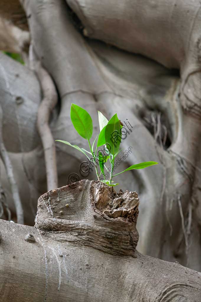 Palermo, the Botanical Gardens:  bud of Ficus magnolioide.