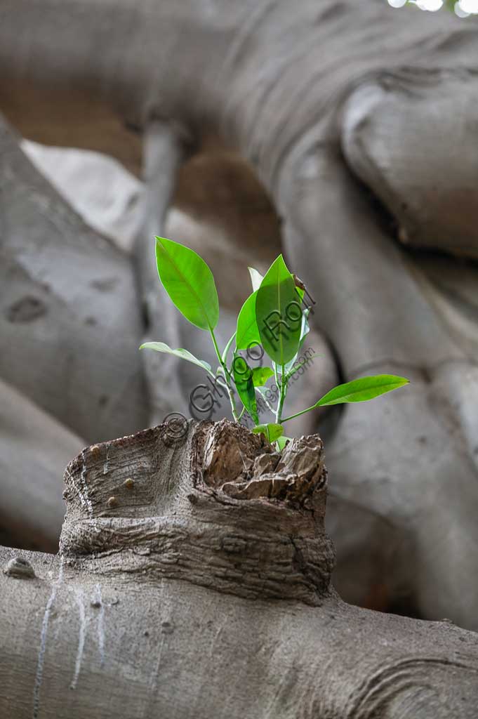 Palermo, the Botanical Gardens:  bud of Ficus magnolioide.