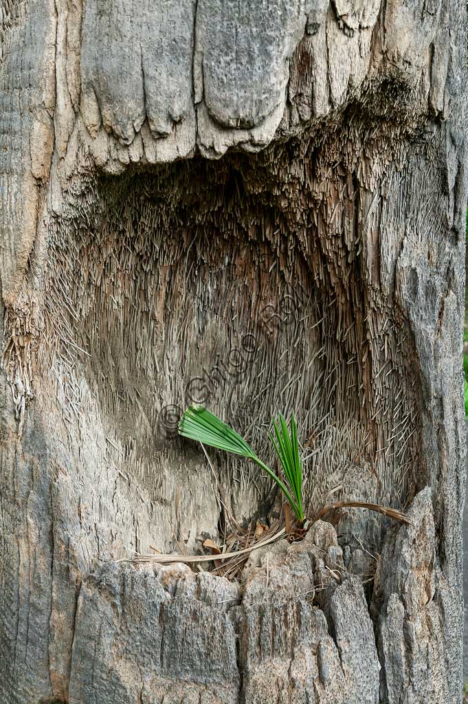 Palermo, the Botanical Gardens: bud palm grown in a palm trunk.