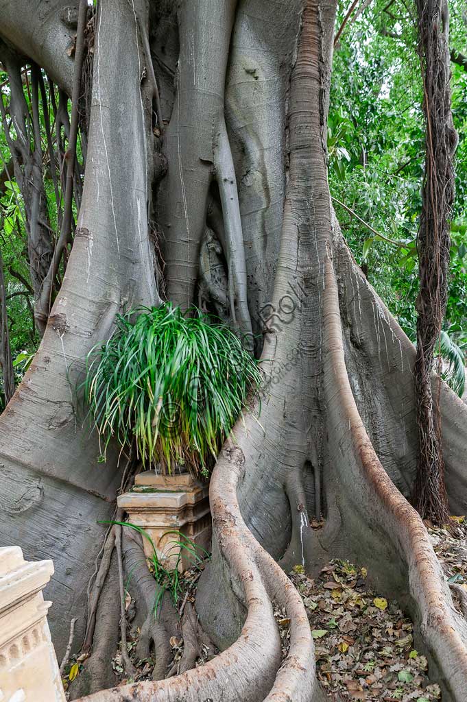 Palermo, Orto Botanico: vasi inglobati dalle radici del Ficus magnolioide.