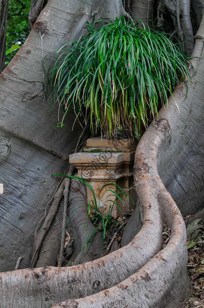 Palermo, Orto Botanico: vasi inglobati dalle radici del Ficus magnolioide.