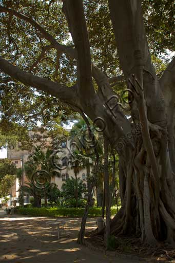 Palermo, Palazzo Reale o Palazzo dei Normanni, lato sud ovest, i giardini del Bastione di San Pietro: alberi (palme, ecc).