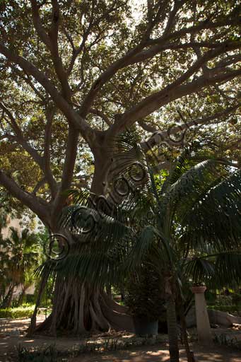 Palermo, The Royal Palace or Palazzo dei Normanni (Palace of the Normans), the South West side, the gardens of the St. Peter Bastion: trees and a palm tree.