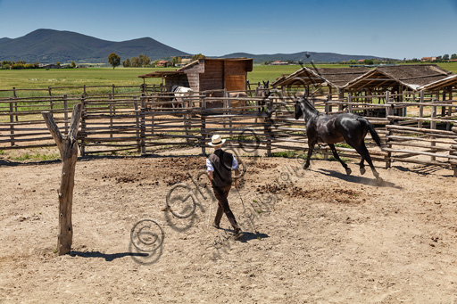 Parco Regionale della Maremma: buttero in un tondino che addestra il proprio cavallo.