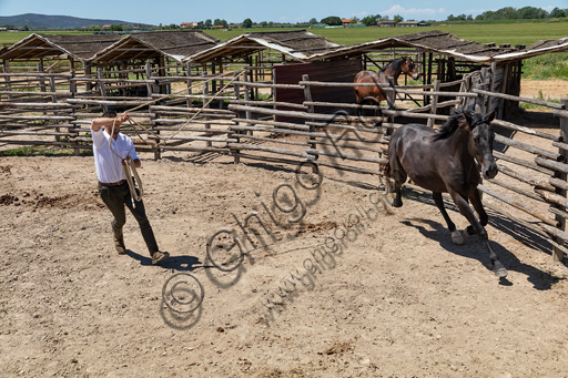 Parco Regionale della Maremma: buttero in un tondino che tenta di prendere alla lacciaia un puledro.