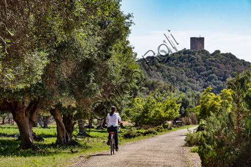 Parco Regionale della Maremma: cicloturismo nei pressi dell'Uliveto di Collelungo. Sullo sfondo, la torre di Collelungo.
