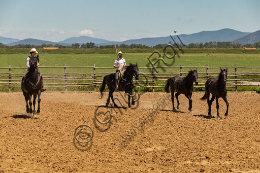 Parco Regionale della Maremma: due butteri a cavallo e due puledri.