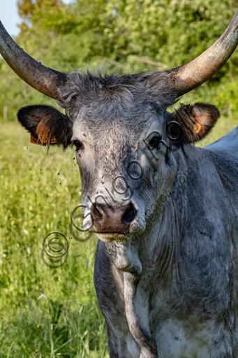 Parco Regionale della Maremma: vacca maremmana.