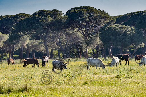 Parco Regionale della Maremma: vacche maremmane al pascolo.