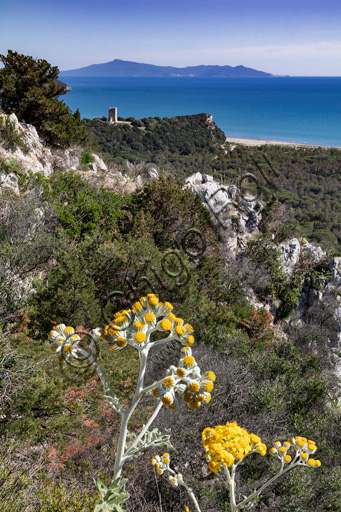 Parco Regionale della Maremma: veduta della Torre e della spiaggia di Collelungo e del Canale Scoglietto.  Sullo sfondo, il promontorio dell'Argentario. In primo piano, fioritura di senecio cineraria (Cineraria maritima).