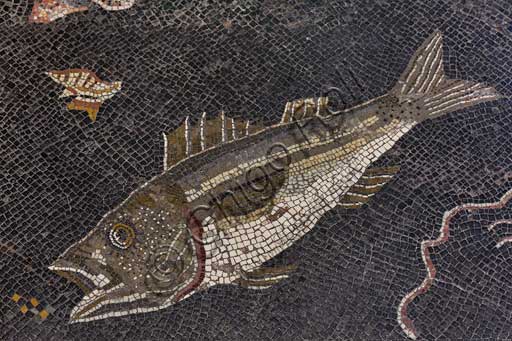 Museo Archeologico di Piombino, mosaico con scena marina  con pesci, crostacei, conchiglie, polpo e naufragio (II secolo a.C.) proveniente dall'area delle Logge nel sito archeologico di Populonia: particolare con pesce e conchiglia.