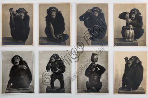 “Pierrette, the chimpanzee-mascot belonging to Gea della Garisenda”, bromide silver gelatine by Marcello Dudovich,  1910.