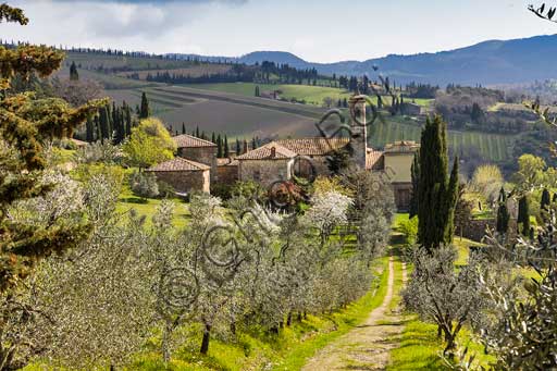 Radda in Chianti : Pieve di Santa Maria Novella e alberi da frutto in fiore.