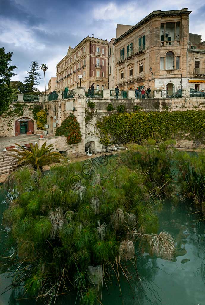 Syracuse: view of Aretusa  Spring on the island of Ortigia, with the famous papyrus plants.