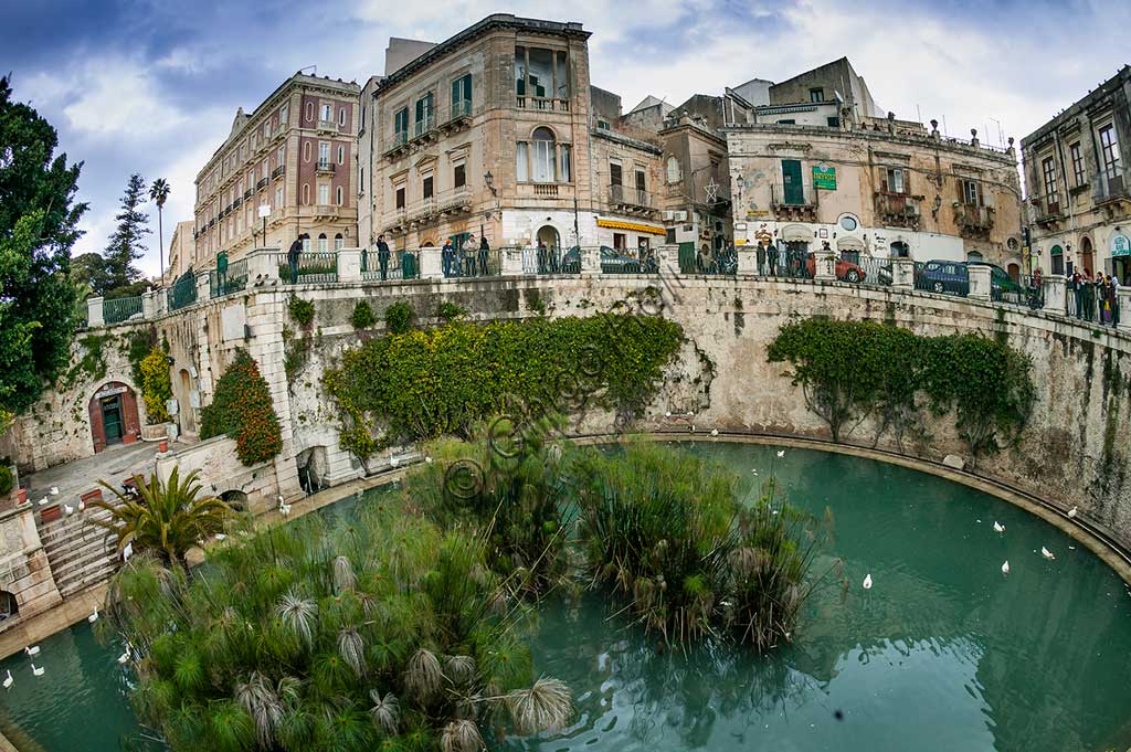 Siracusa: veduta della Fonte Aretusa nell'isola di Ortigia, con le celebri piante di papiro.