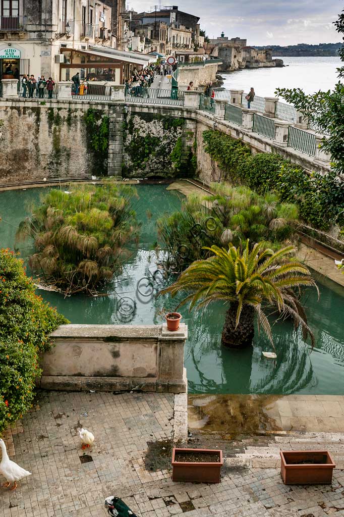 Syracuse: view of Aretusa  Spring on the island of Ortigia, with the famous papyrus plants.