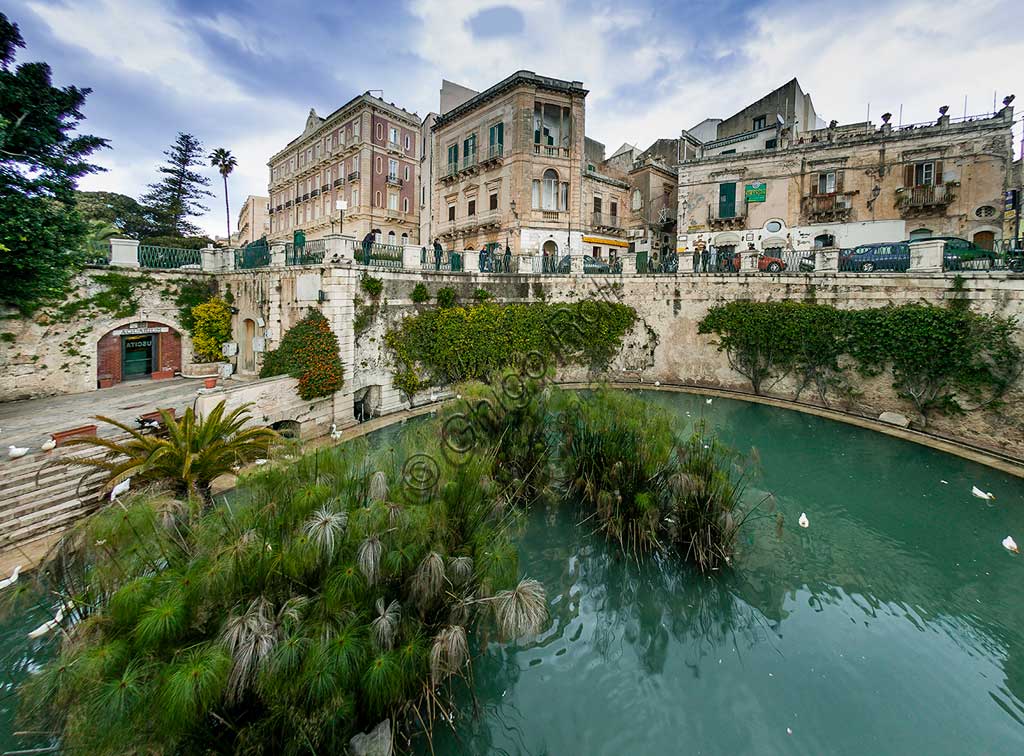 Siracusa: veduta della Fonte Aretusa nell'isola di Ortigia, con le celebri piante di papiro.