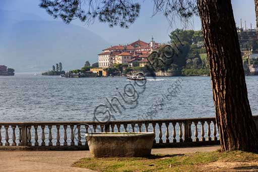 Stresa: il lungolago con albero. Sullo sfondo, l'Isola Bella.