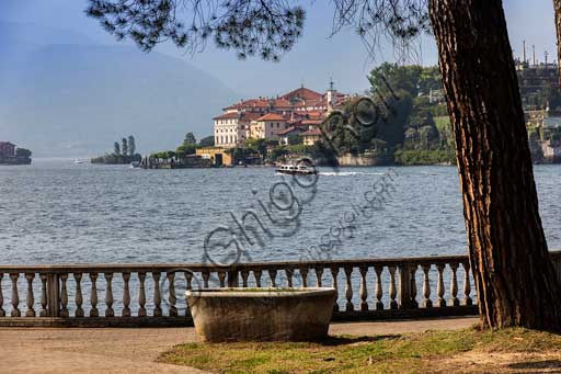   Stresa: the lakefront and a tree. In the background, Isola Bella.
