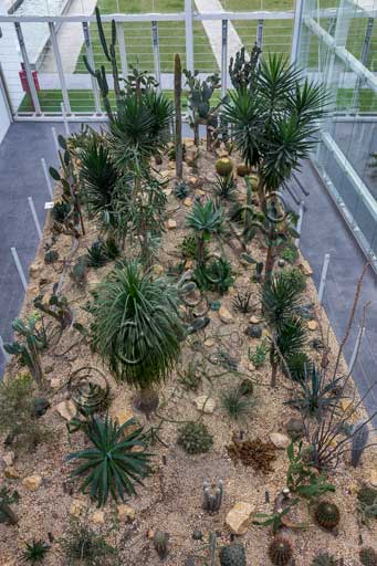 Padova, l'Orto Botanico, il Giardino della Biodiversità, interno della grande serra: particolare di uno dei diversi bioma (clima arido).