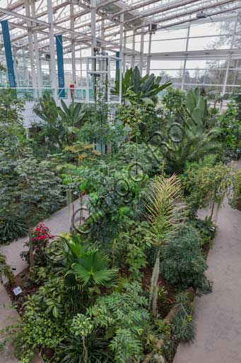 Padova, l'Orto Botanico, il Giardino della Biodiversità, interno della grande serra: particolare di uno dei diversi bioma.