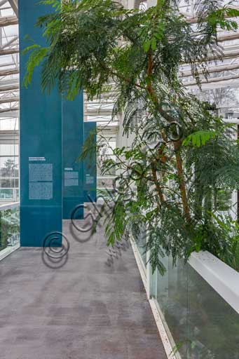   Padova, the Botanical Garden, the Garden of Biodiversity, interior of the big greenhouse: a detail of one of the biomes.