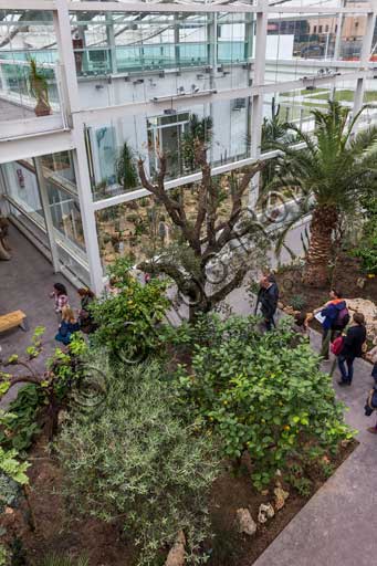 Padova, l'Orto Botanico, il Giardino della Biodiversità, interno della grande serra: particolare di uno dei diversi bioma.