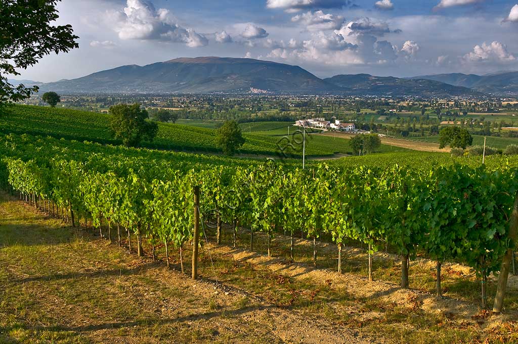 Veduta dei vigneti e della Cantina Arnaldo Caprai dove è prodotto il vino Sagrantino di Montefalco. Sullo sfondo il Monte Subasio e la cittadina di Spello.