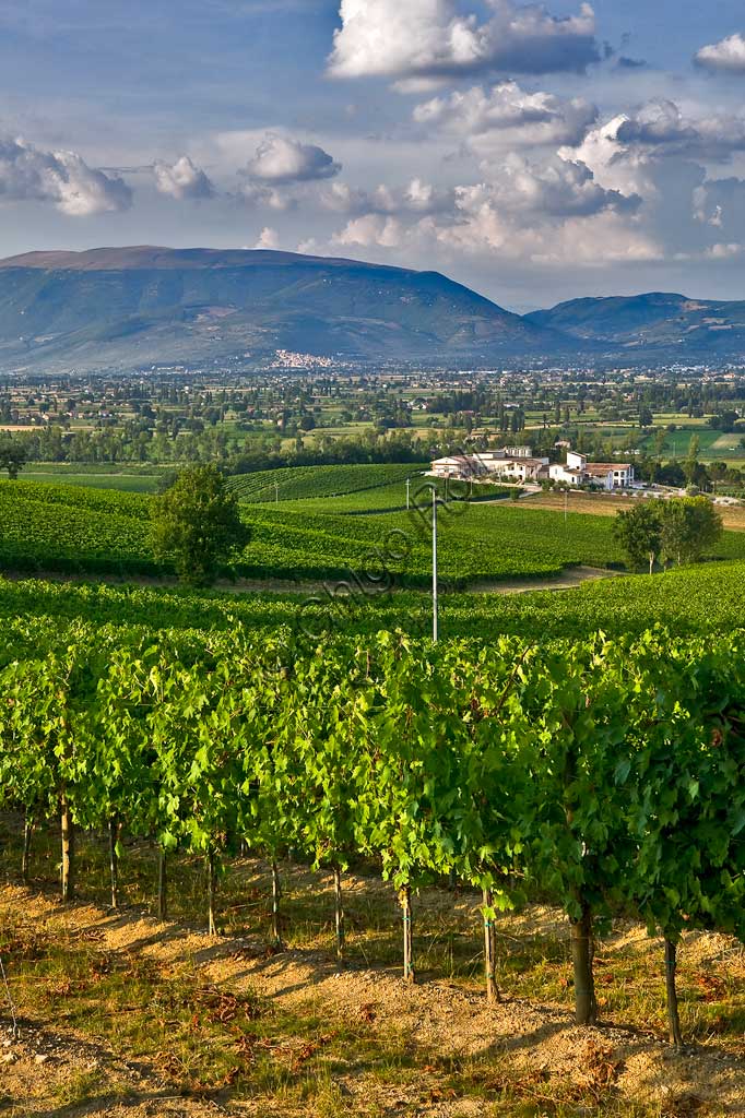 Veduta dei vigneti e della Cantina Arnaldo Caprai dove è prodotto il vino Sagrantino di Montefalco. Sullo sfondo il Monte Subasio e la cittadina di Spello.